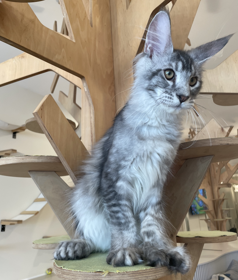 Diamond Maine Coon polydactyl male, black silver ticked tabby