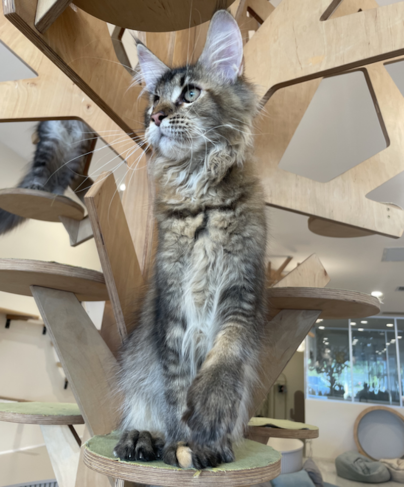 Diva Maine Coon female, tortie ticked tabby