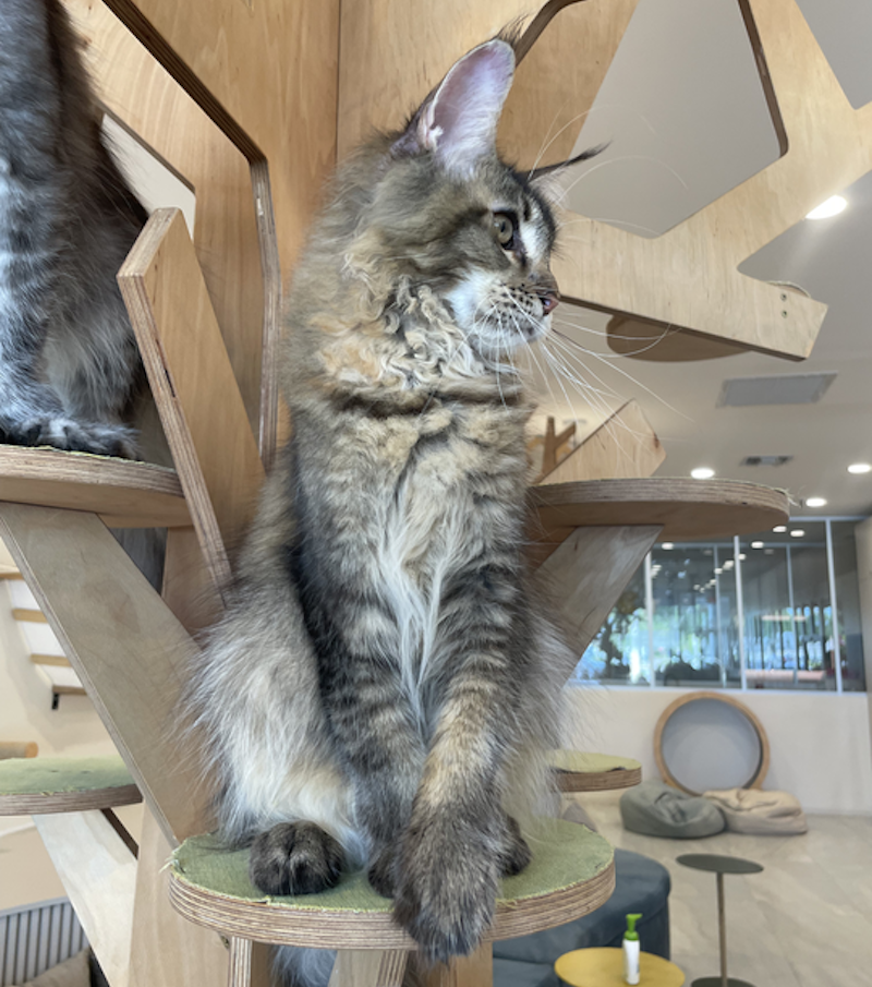 Diva Maine Coon female, tortie ticked tabby
