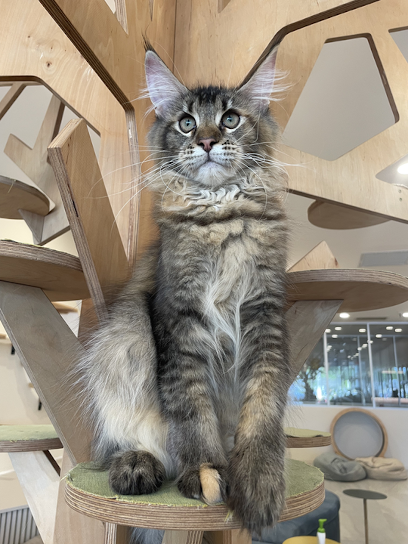 Diva Maine Coon female, tortie ticked tabby