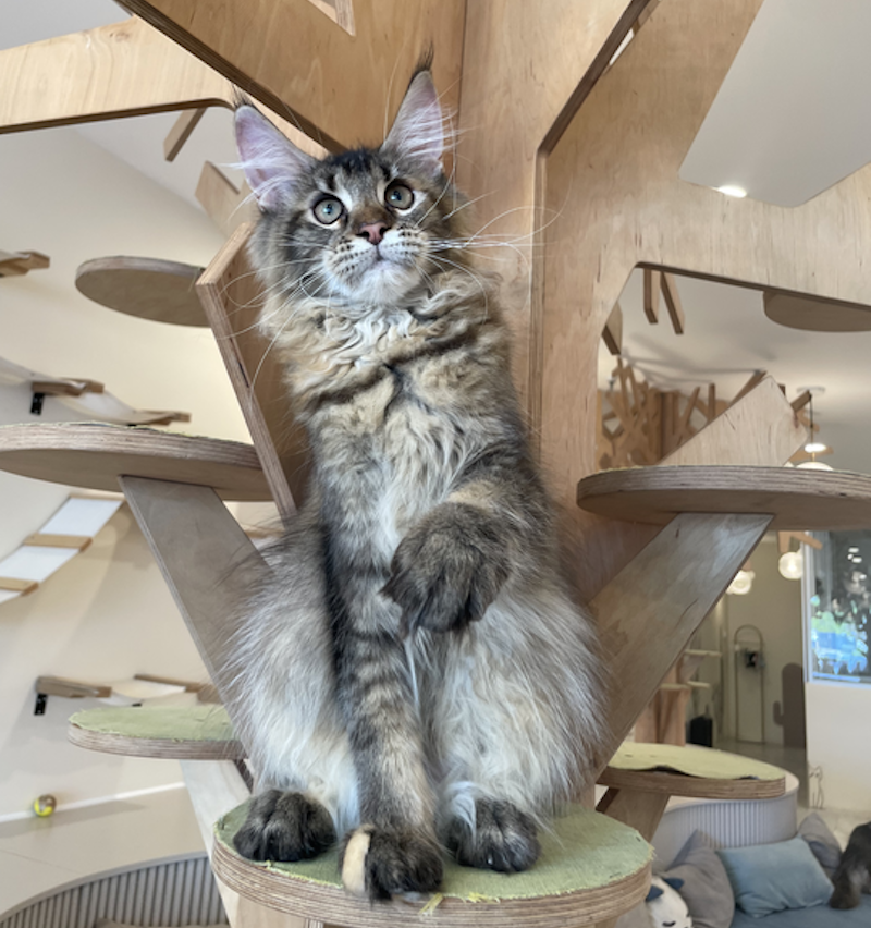 Diva Maine Coon female, tortie ticked tabby