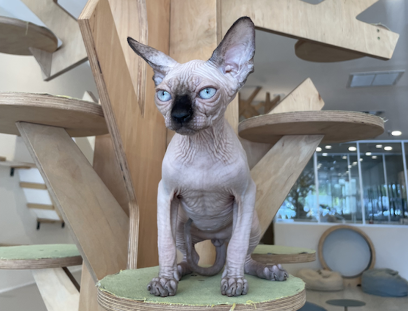 Cosmo Canadian Sphynx male, seal pointed