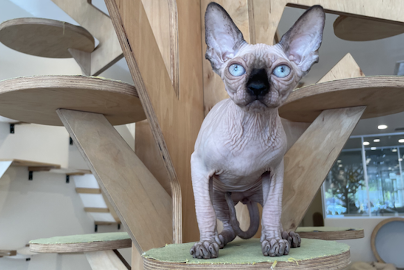 Cosmo Canadian Sphynx male, seal pointed