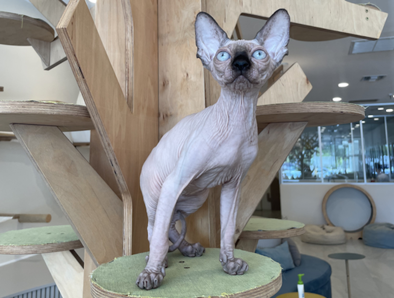 Cosmo Canadian Sphynx male, seal pointed
