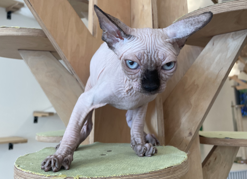 Cosmo Canadian Sphynx male, seal pointed