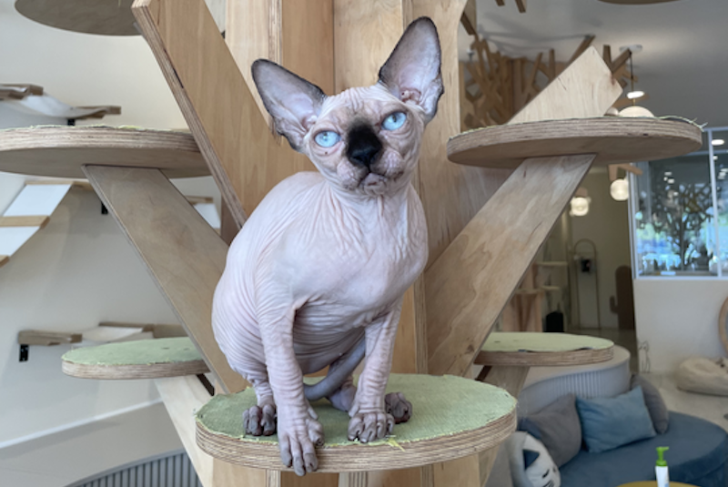 Nova Canadian Sphynx female, seal pointed