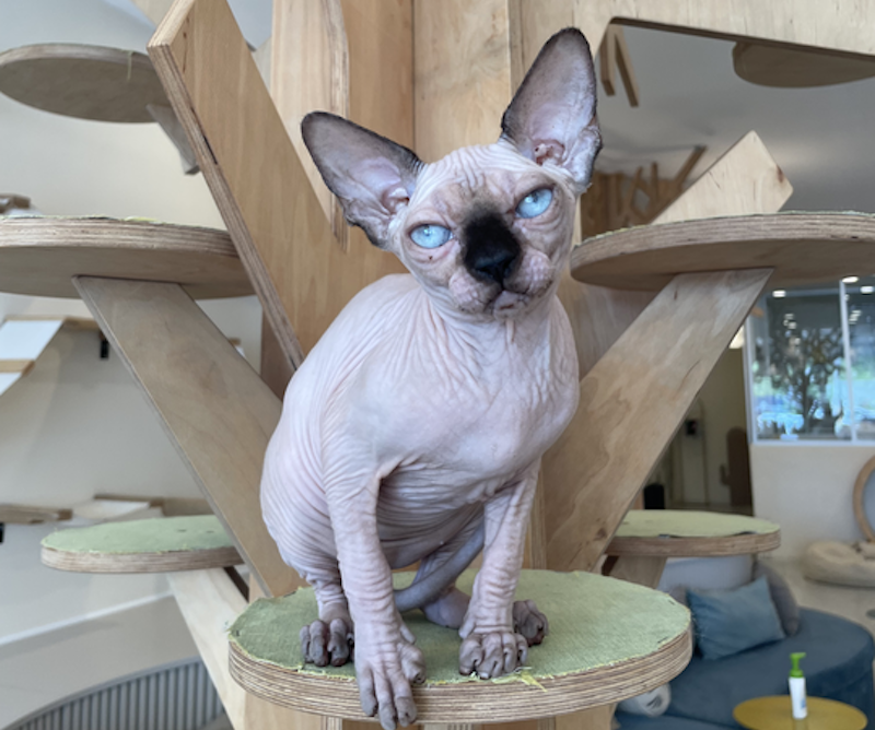 Nova Canadian Sphynx female, seal pointed