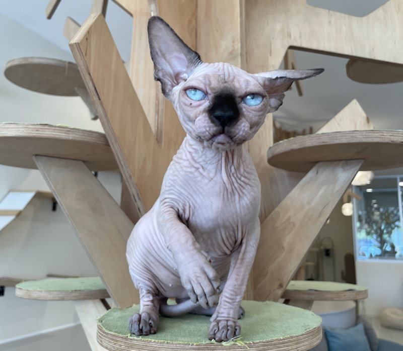 Nova Canadian Sphynx female, seal pointed