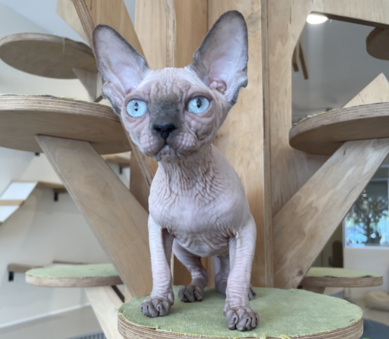 Luna Canadian Sphynx female, blue pointed