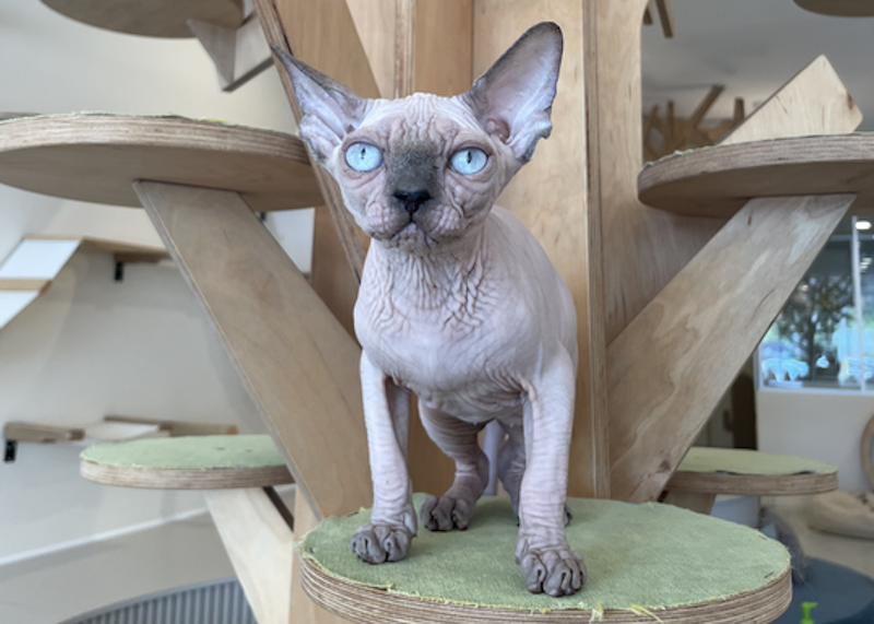 Luna Canadian Sphynx female, blue pointed