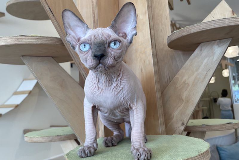 Luna Canadian Sphynx female, blue pointed
