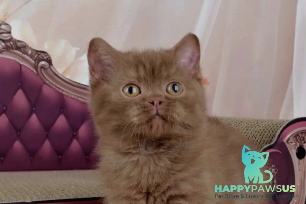 Imir British Shorthair male cinnamon - live animals