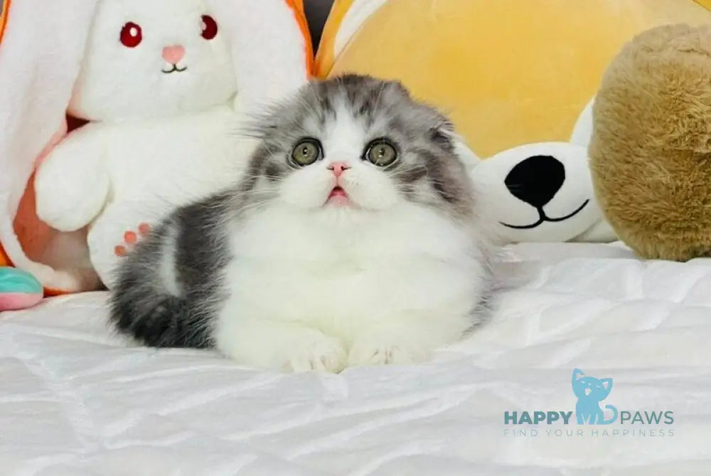 Immanuel Scottish Fold male black silver ticked tabby live animals