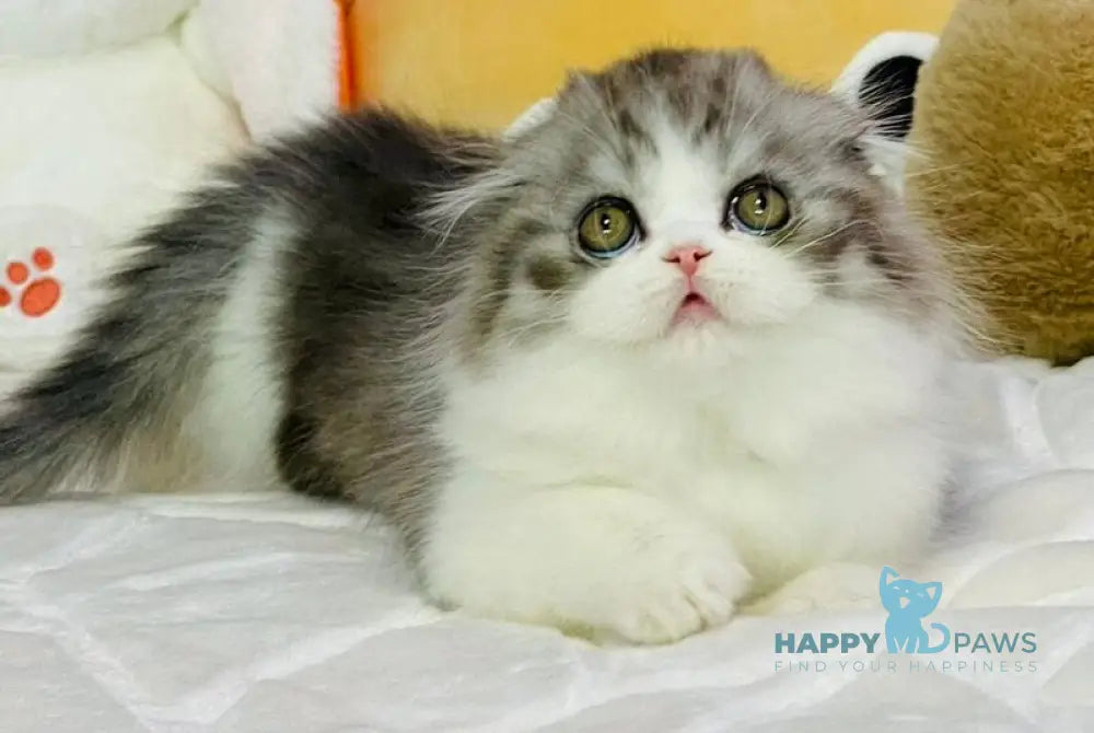 Immanuel Scottish Fold male black silver ticked tabby live animals