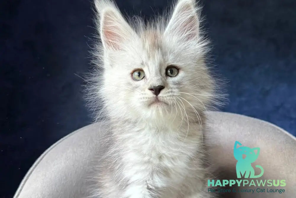 Imp Maine Coon male black silver spotted tabby - live animals