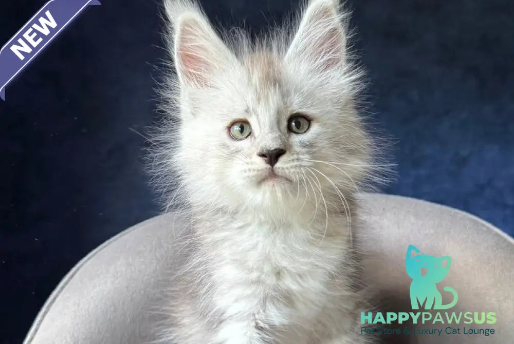 Imp Maine Coon male black silver spotted tabby - live animals