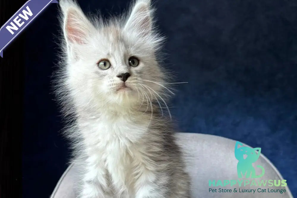 Imp Maine Coon male black silver spotted tabby - live animals