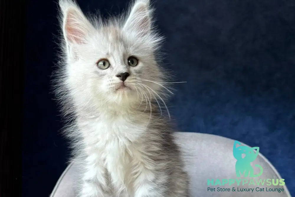 Imp Maine Coon male black silver spotted tabby - live animals
