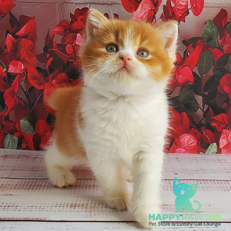 Imperial British Shorthair male red bicolour - live animals