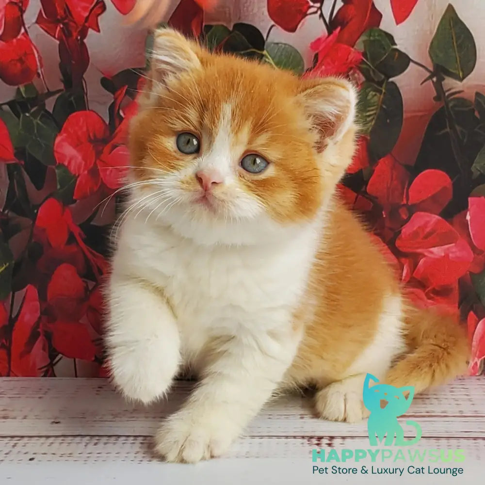 Imperial British Shorthair male red bicolour - live animals