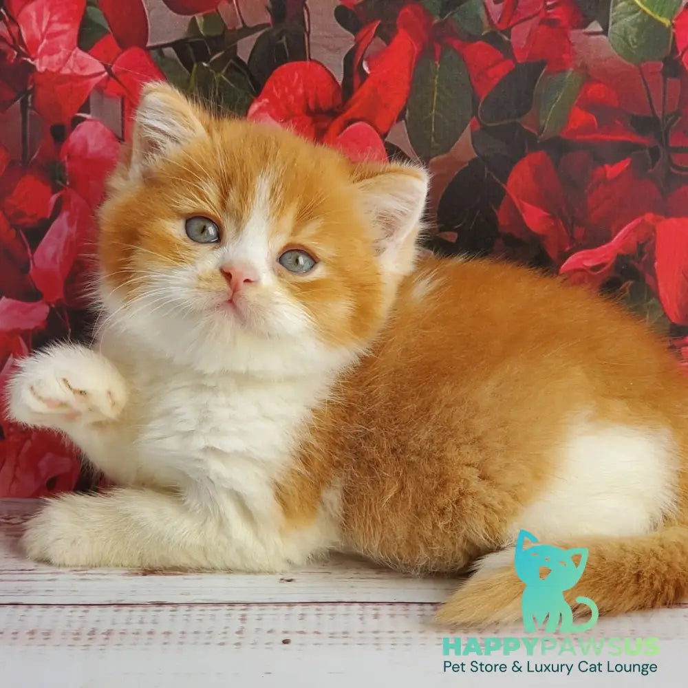 Imperial British Shorthair male red bicolour - live animals