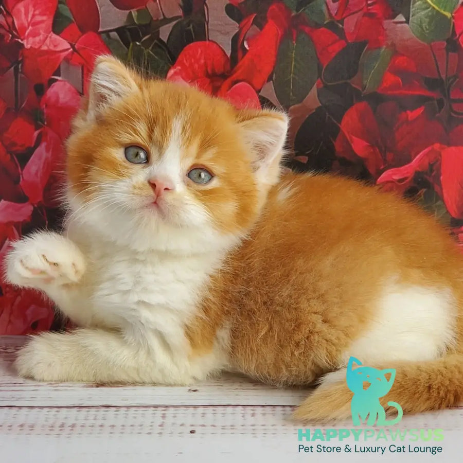 Imperial British Shorthair male red bicolour - live animals