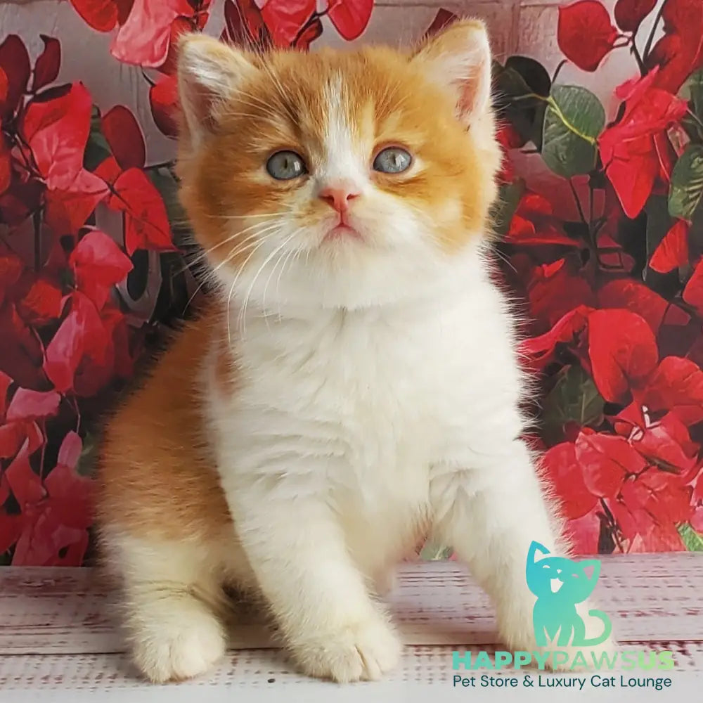 Imperial British Shorthair male red bicolour - live animals