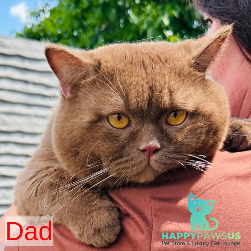 Imperial British Shorthair male red bicolour - live animals