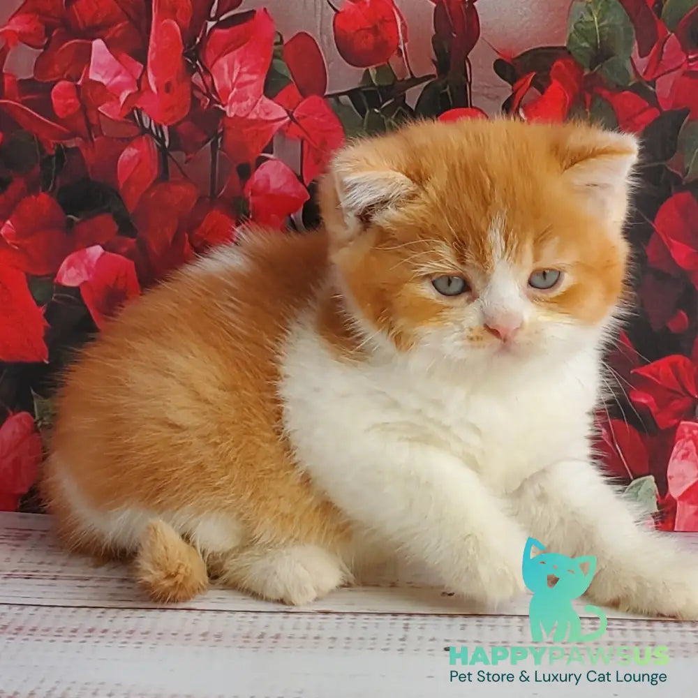 Imperial British Shorthair male red bicolour - live animals