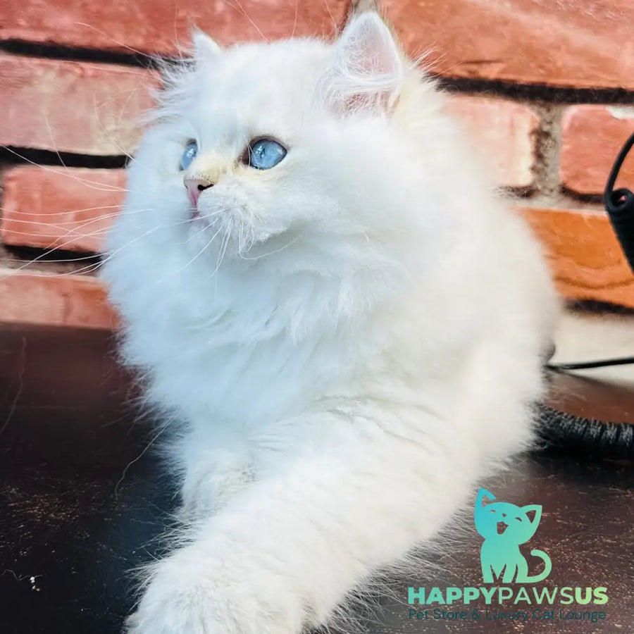 Imperial Leo British Longhair male blue golden chinchilla - live animals
