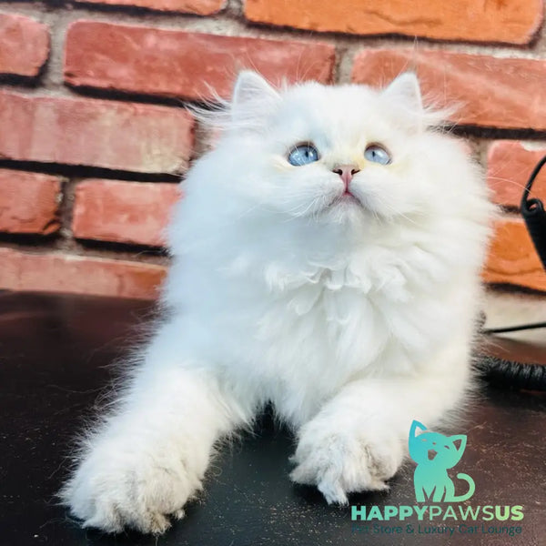 Imperial Leo British Longhair male blue golden chinchilla - live animals