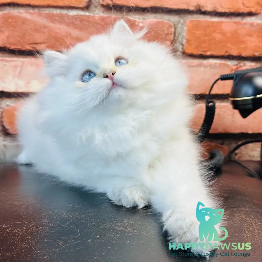 Imperial Leo British Longhair male blue golden chinchilla - live animals