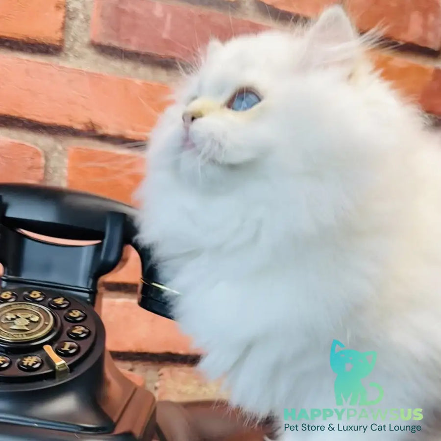 Imperial Leo British Longhair male blue golden chinchilla - live animals