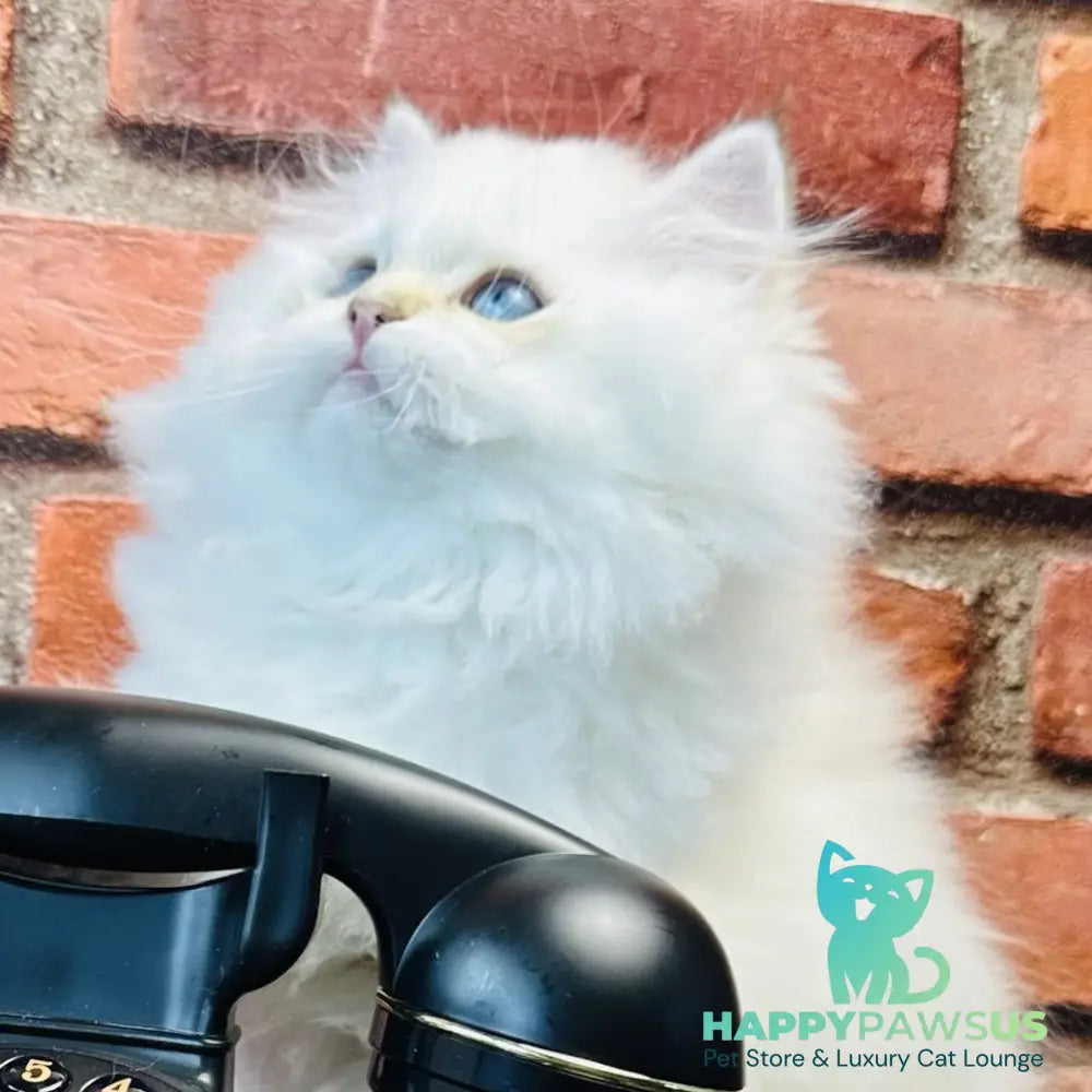 Imperial Leo British Longhair male blue golden chinchilla - live animals