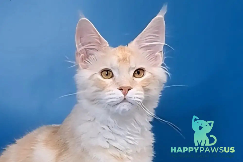 Imperial Maine Coon male red silver tabby live animals