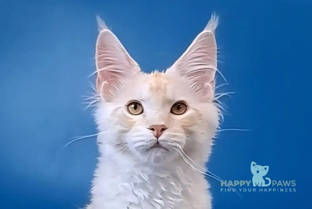 Imperial Maine Coon male red silver tabby live animals