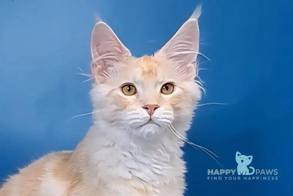 Imperial Maine Coon male red silver tabby live animals