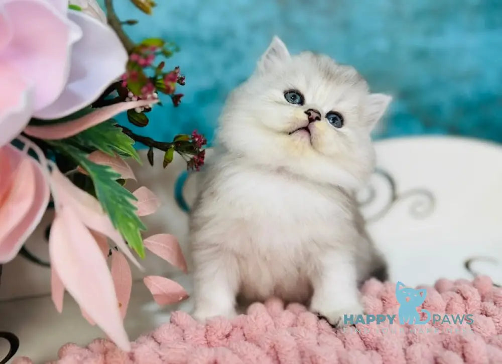 Imperial Scottish Straight male black silver shaded live animals