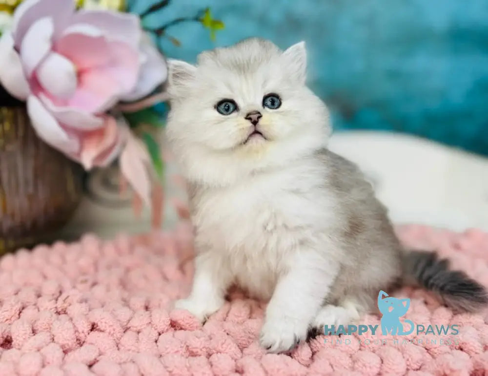 Imperial Scottish Straight male black silver shaded live animals