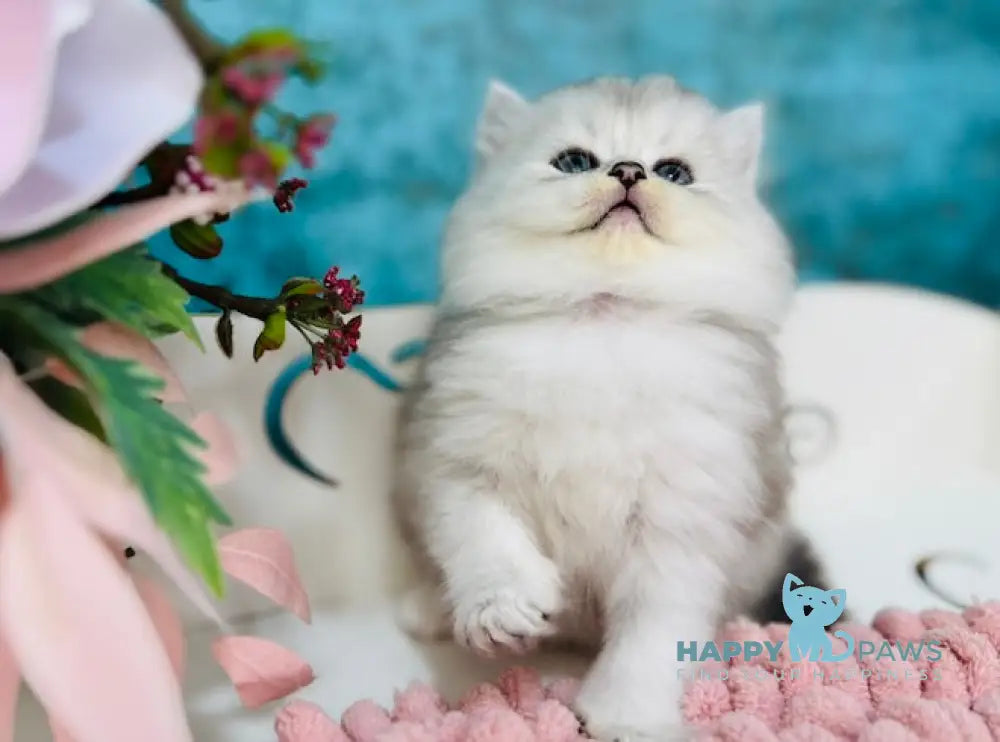 Imperial Scottish Straight male black silver shaded live animals