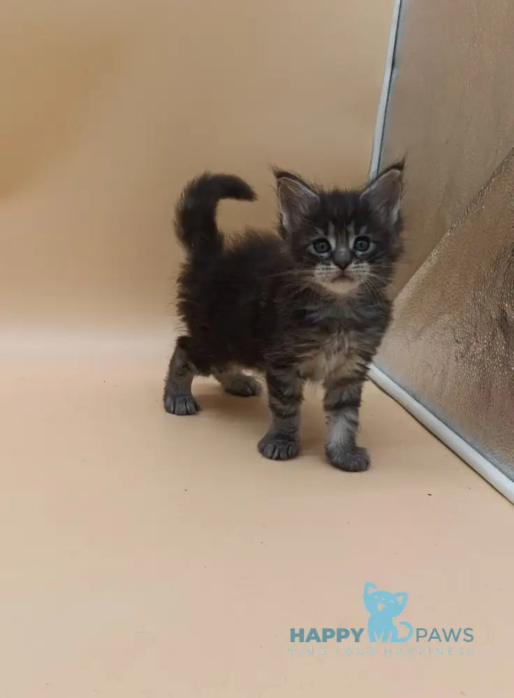 Imperius Maine Coon male black silver tabby live animals