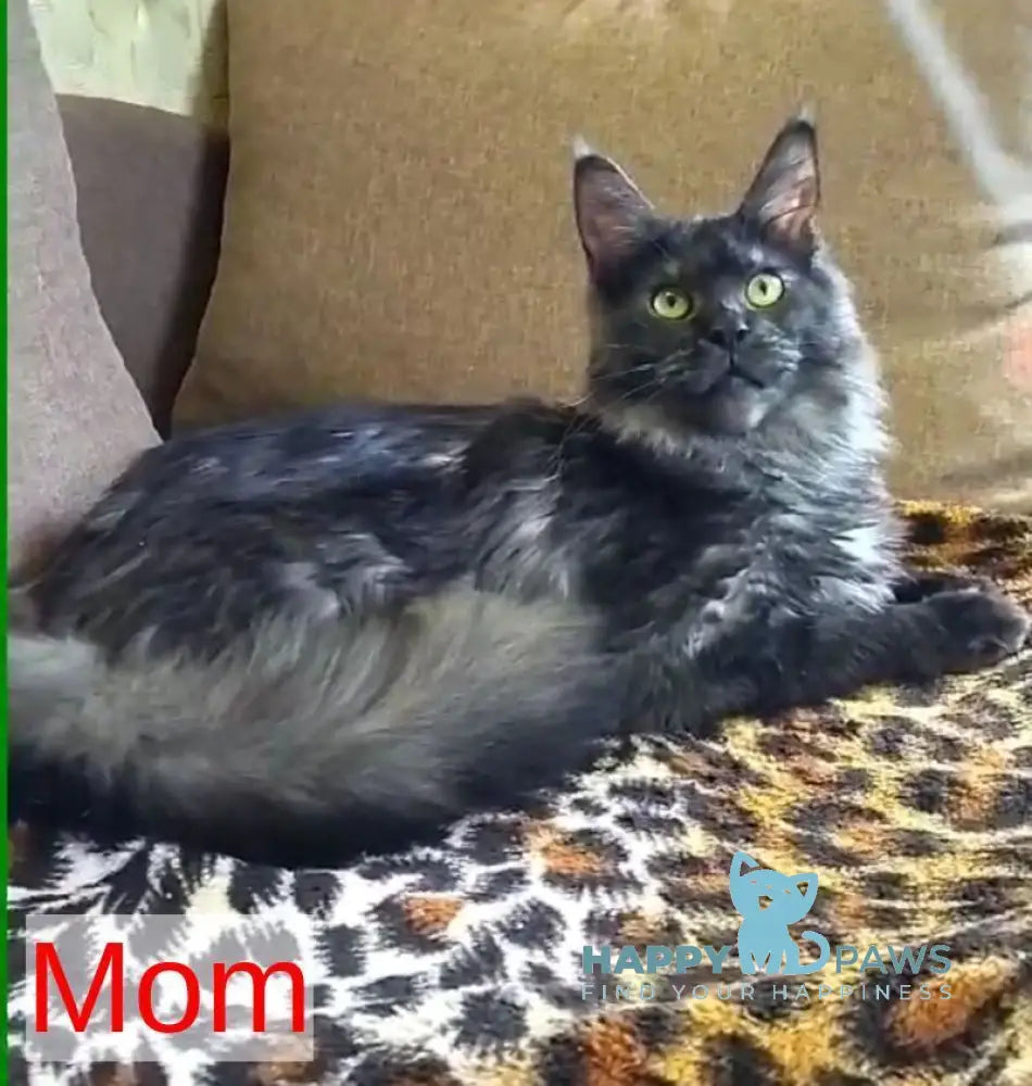 Imperius Maine Coon male black silver tabby live animals