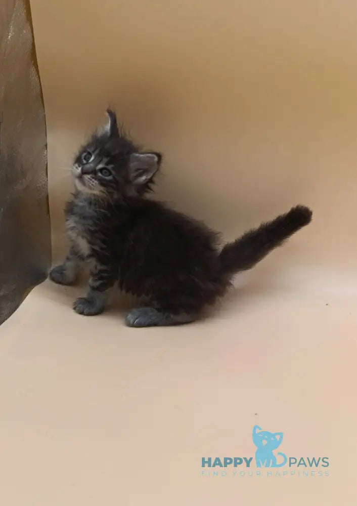 Imperius Maine Coon male black silver tabby live animals