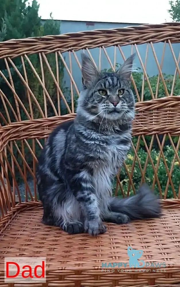 Imperius Maine Coon male black silver tabby live animals