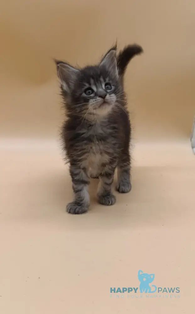 Imperius Maine Coon male black silver tabby live animals