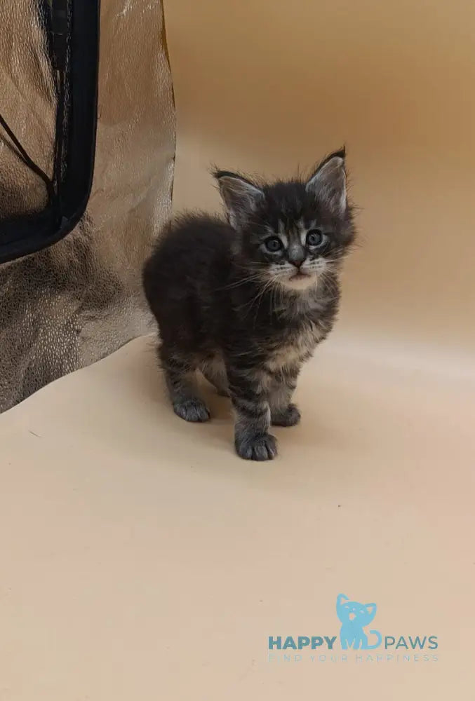 Imperius Maine Coon male black silver tabby live animals