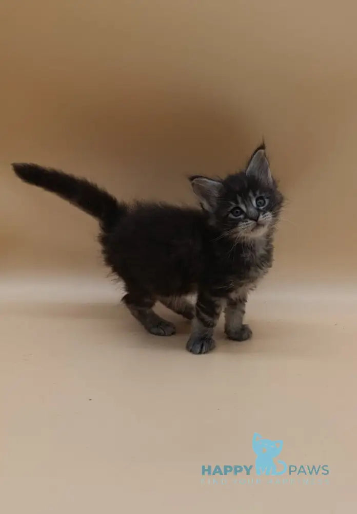 Imperius Maine Coon male black silver tabby live animals