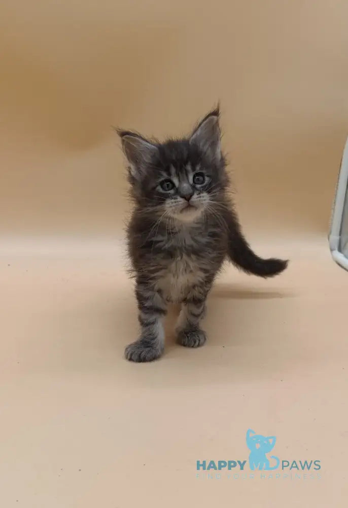 Imperius Maine Coon male black silver tabby live animals