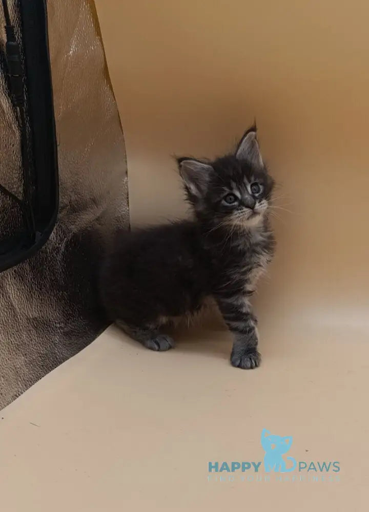 Imperius Maine Coon male black silver tabby live animals