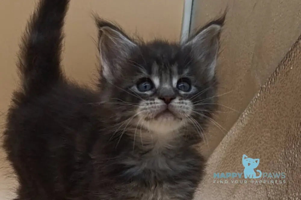 Imperius Maine Coon male black silver tabby live animals